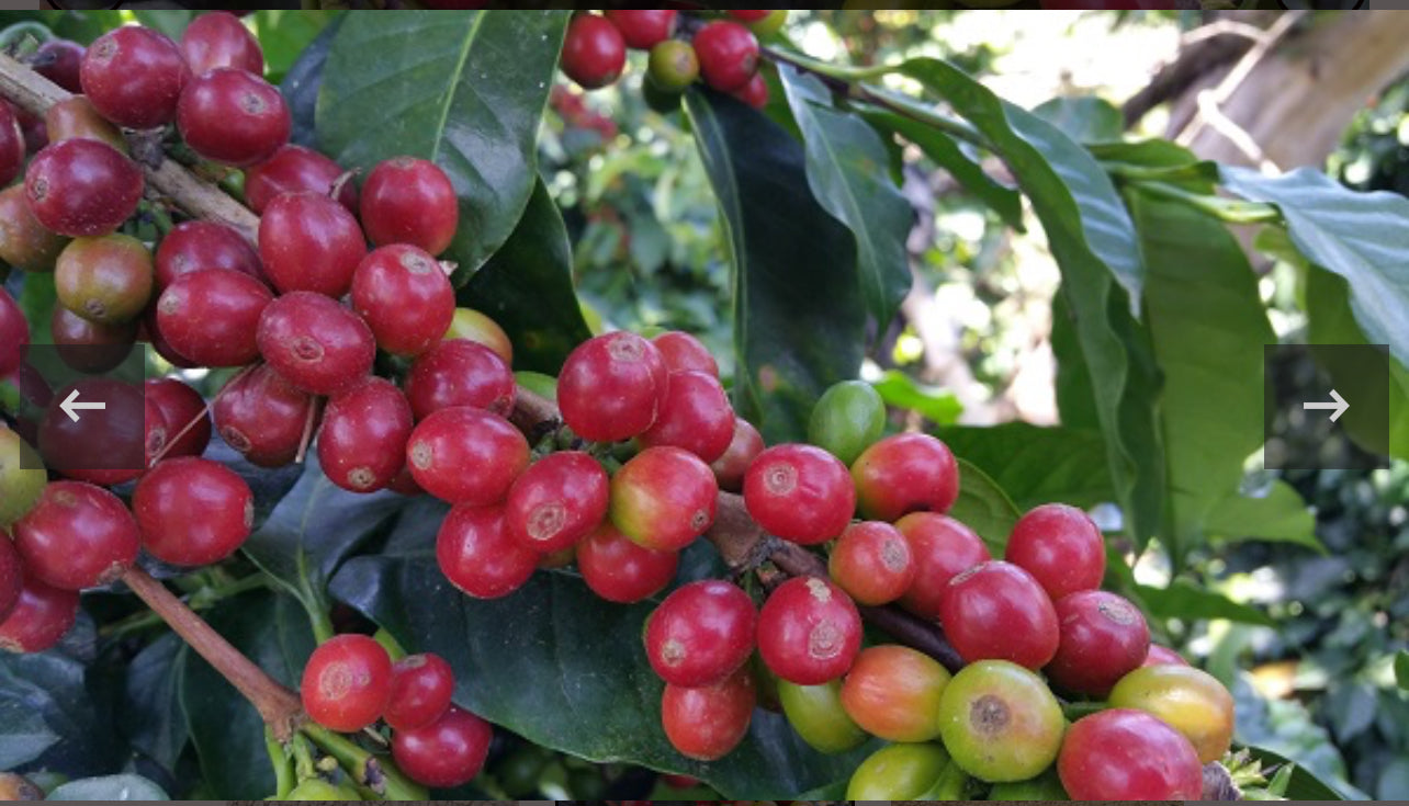 Colombian Supremo BCT Select Roasted Coffee Beans Med/Dark Nutty, Smooth, Sweet 1 Pound