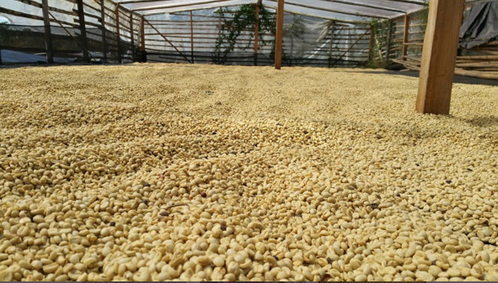 Colombian Supremo BCT Select Roasted Coffee Beans Med/Dark Nutty, Smooth, Sweet 1 Pound